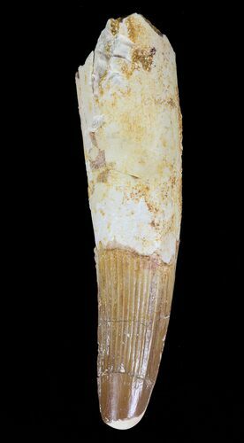 Rooted Spinosaurus Tooth - Real Dinosaur Tooth #57597